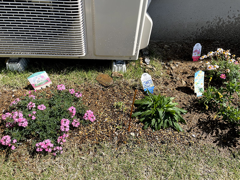 花 コスモスの芽が出ていました 響 サインコサイン波ノヒビキ