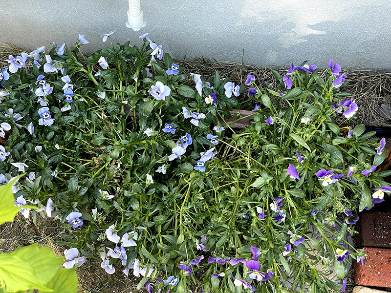 花 ビオラの開花期はいつまで 切り戻しで長く咲かせる方法 6月 響 サインコサイン波ノヒビキ