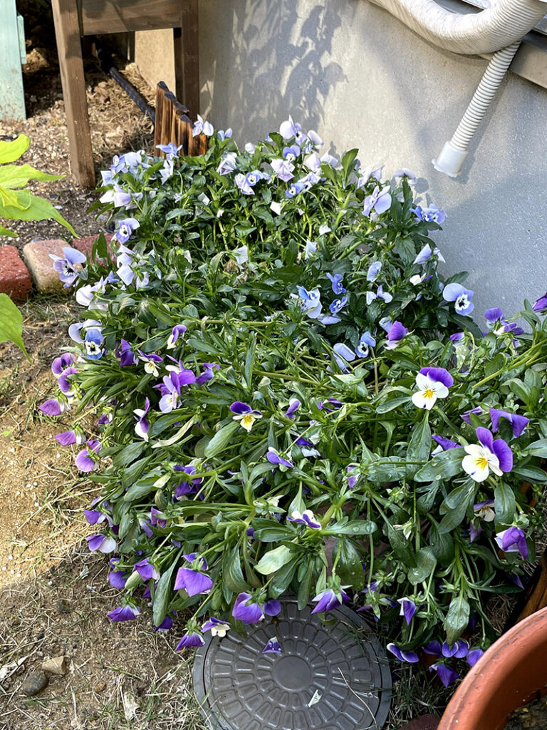 花 ビオラの開花期はいつまで 切り戻しで長く咲かせる方法 6月 響 サインコサイン波ノヒビキ