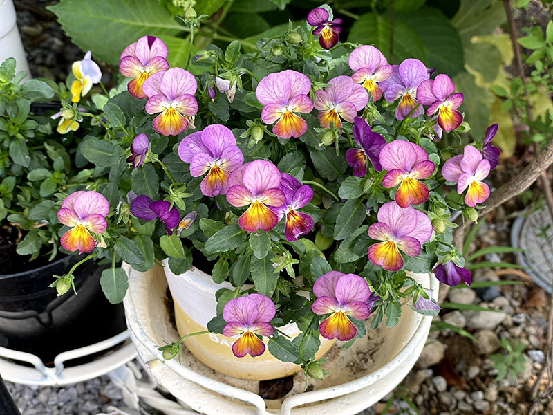 花 ビオラの開花期はいつまで 切り戻しで長く咲かせる方法 6月 響 サインコサイン波ノヒビキ