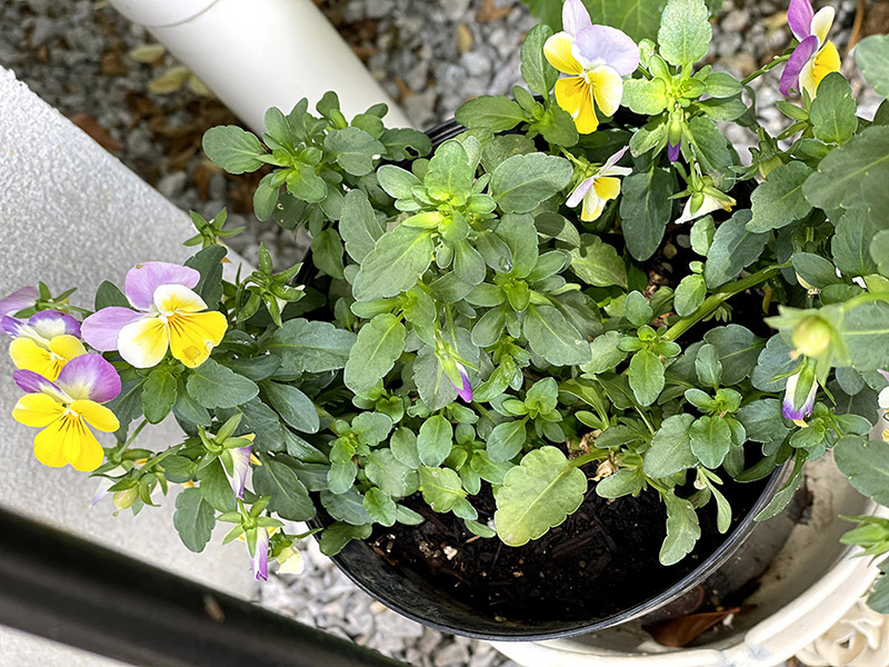 花 ビオラの開花期はいつまで 切り戻しで長く咲かせる方法 6月 響 サインコサイン波ノヒビキ