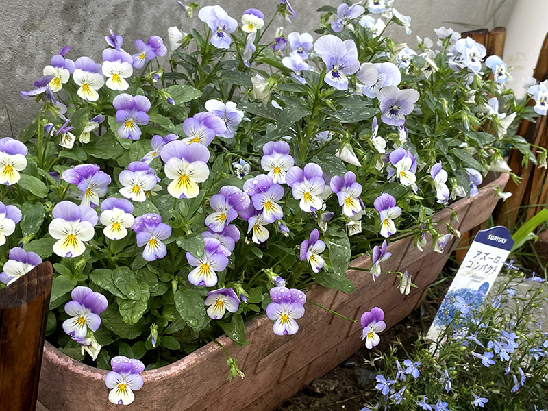 花 ビオラの開花期はいつまで 切り戻しで長く咲かせる方法 6月 響 サインコサイン波ノヒビキ