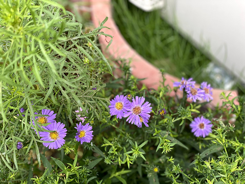 ガーデンアスターの花