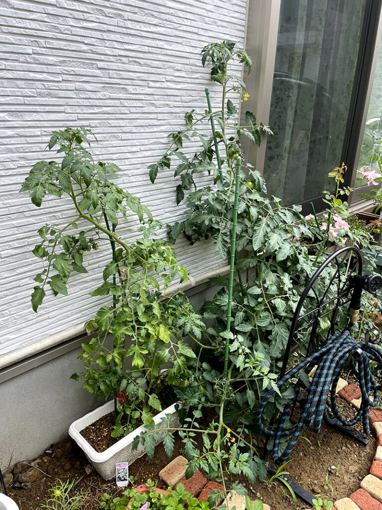 家庭菜園のミニトマトが大きく育った様子