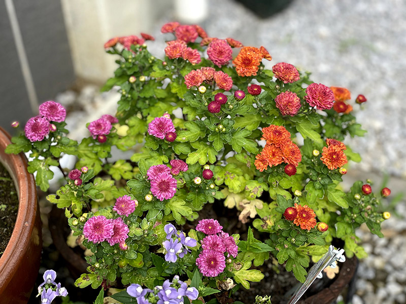 ジジガーデンマムの花がキレイに咲いている様子