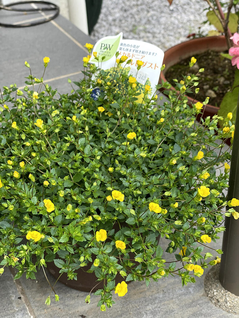 メカルドニア ゴールドダストの花