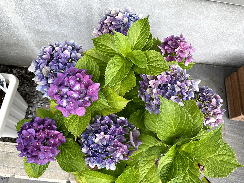 紫色の鉢植えの紫陽花