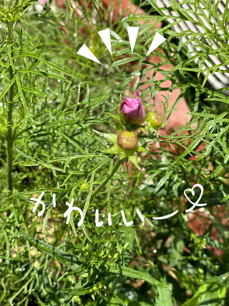 6月に咲くコスモスの蕾