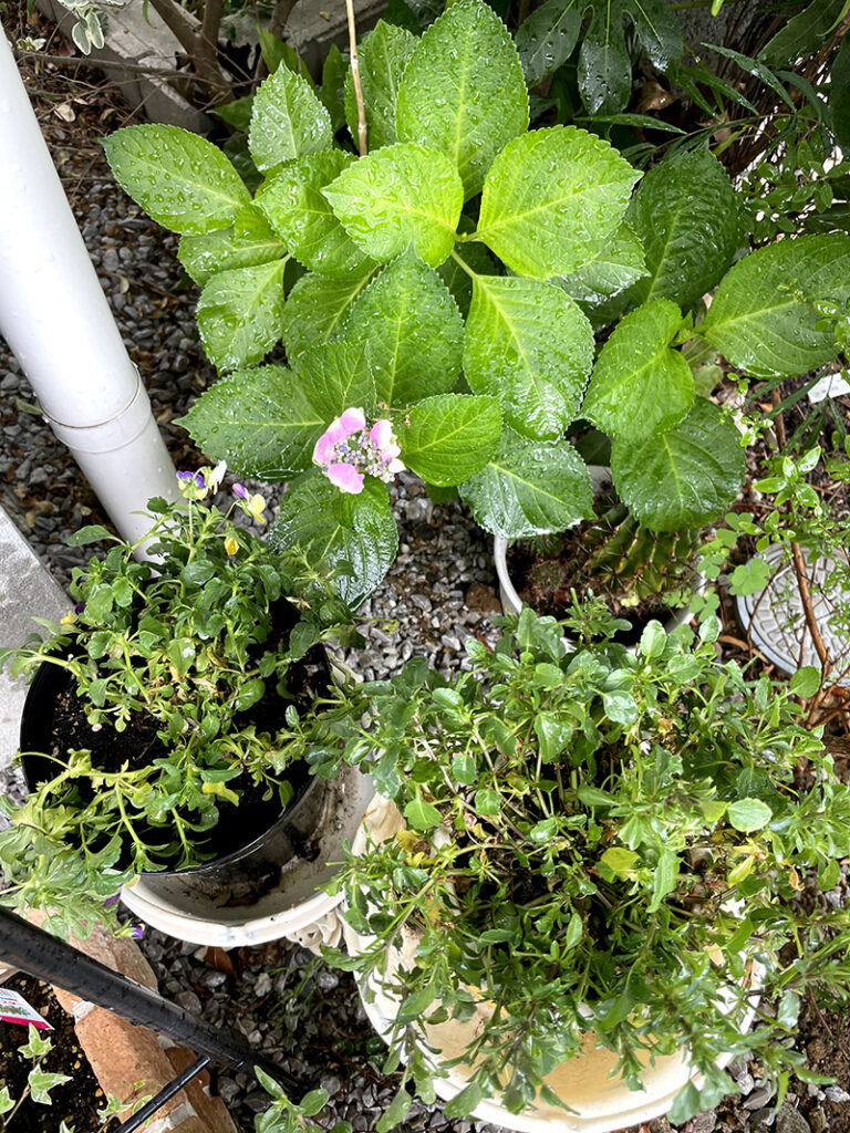 紫陽花の花