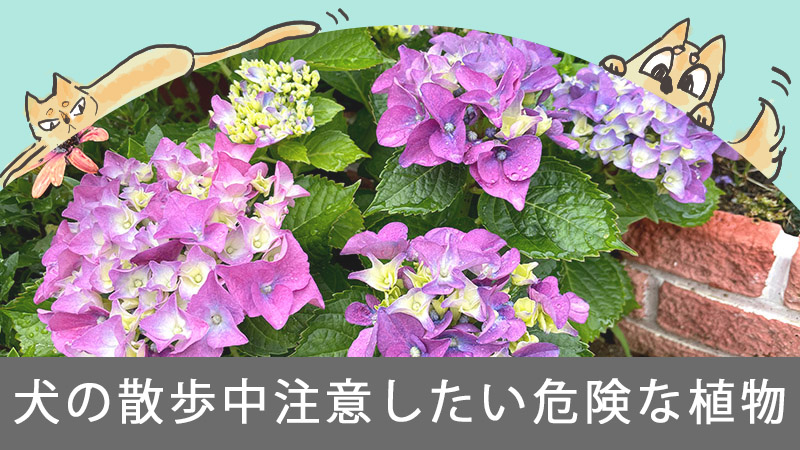 犬 ユリ科だけじゃない 食べると危険な植物 紫陽花もngです 響 サインコサイン波ノヒビキ