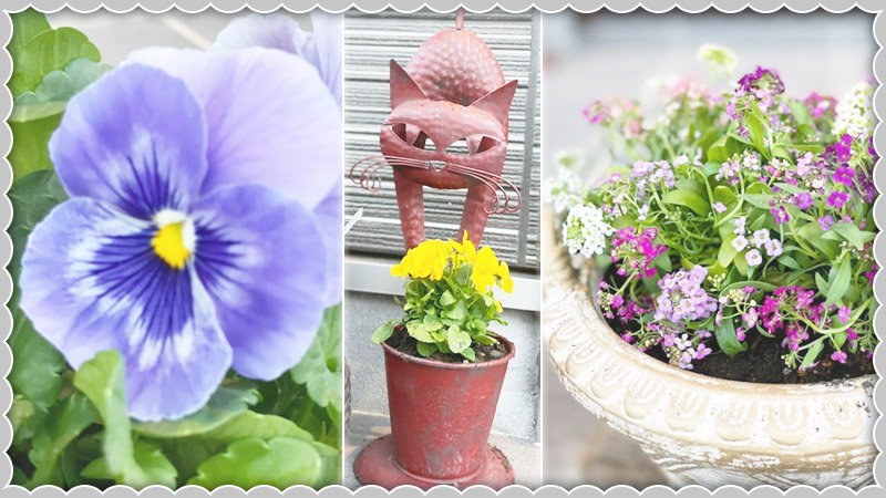 花 秋 冬 春の花を購入 植え替え 第二弾 響 サインコサイン波ノヒビキ 花 秋 冬 春の花を購入 植え替え 第二弾 響 サインコサイン波ノヒビキ