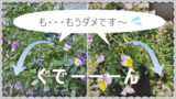 花 ビオラの開花期はいつまで 切り戻しで長く咲かせる方法 6月 響 サインコサイン波ノヒビキ