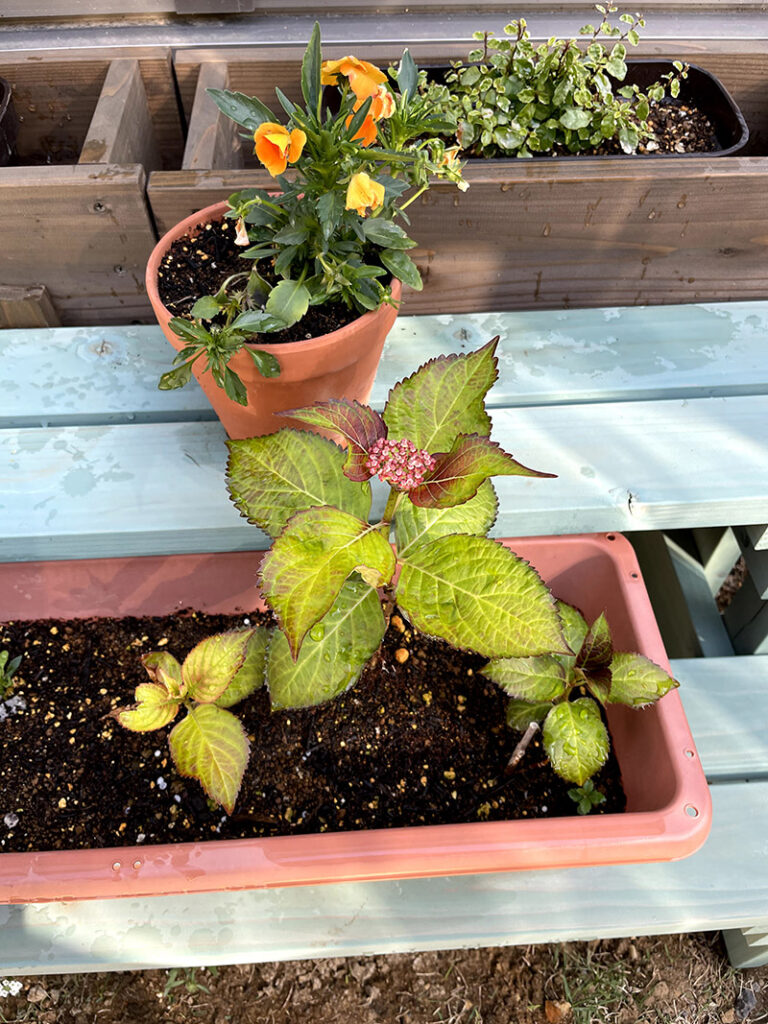 紫陽花の挿し木