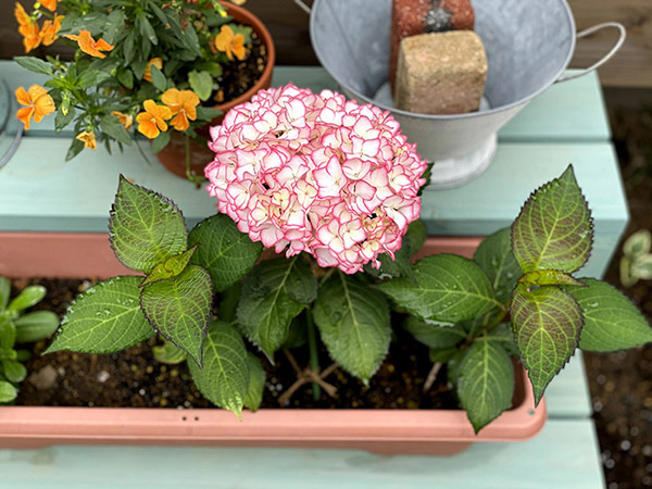挿し木の紫陽花の花が咲いた様子