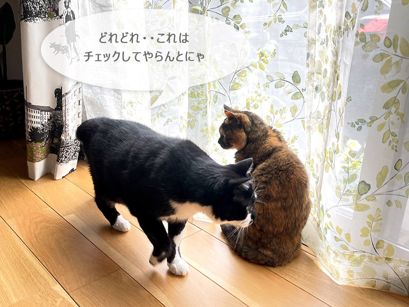 猫の会話
