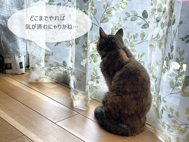 猫の会話
