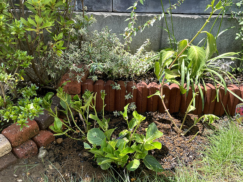 地植えに植え替えた紫陽花