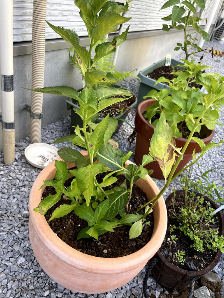 剪定後の鉢植えの紫陽花