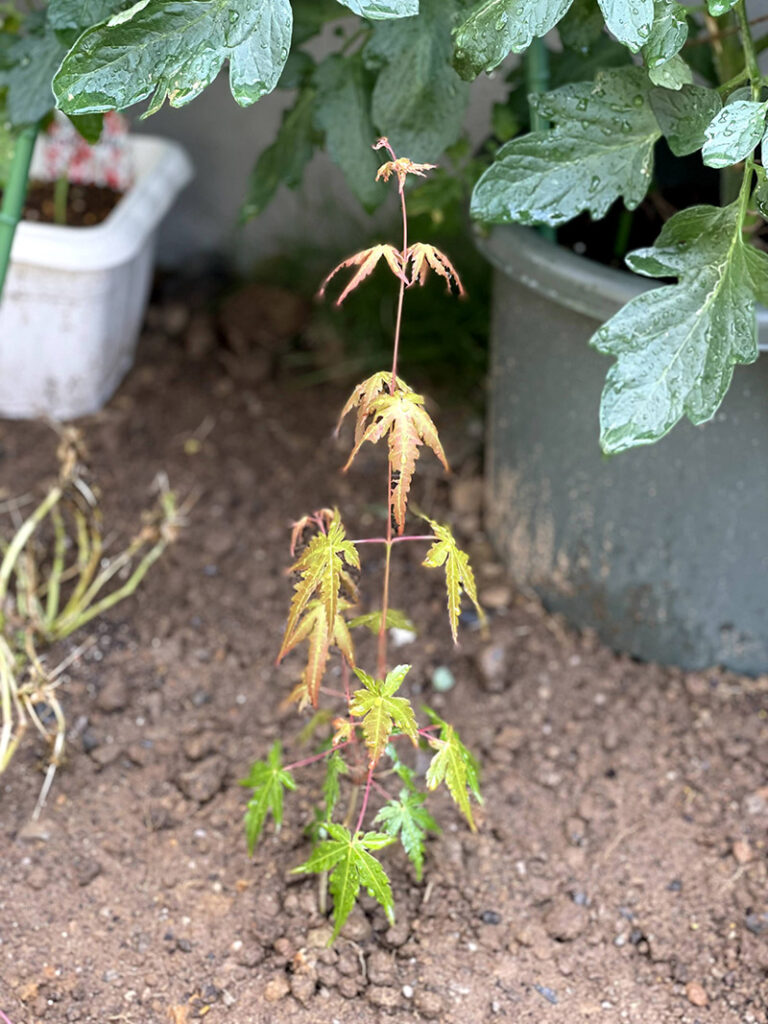 紅葉の苗からの成長
