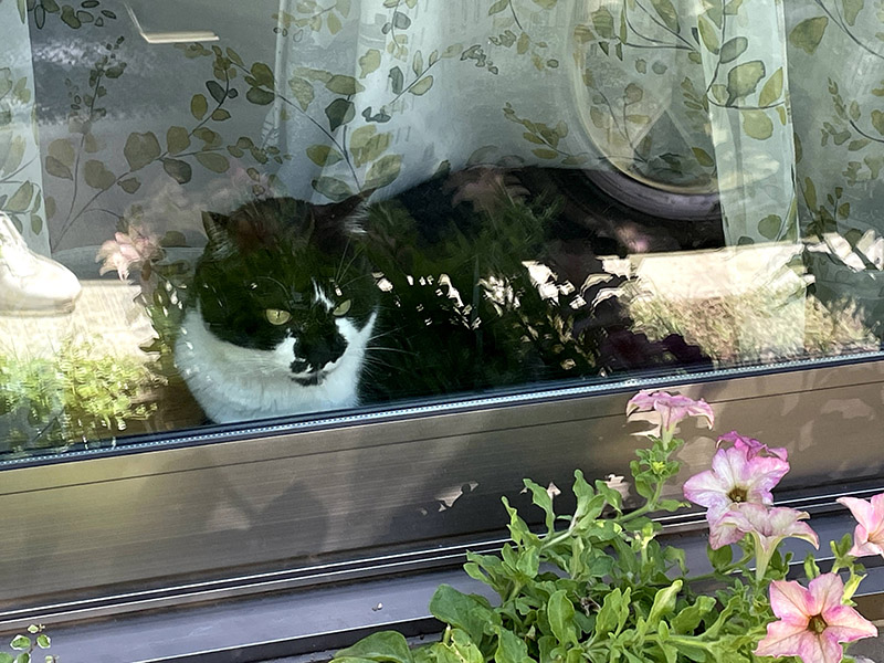 庭を眺める猫