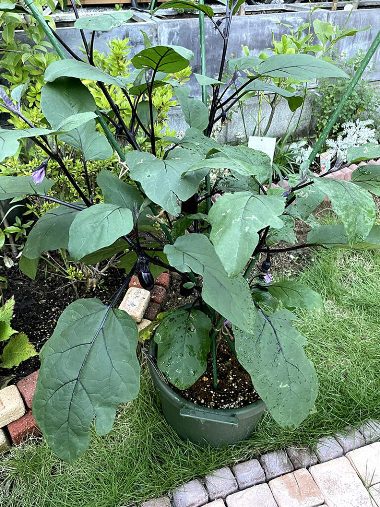 家庭菜園の茄子