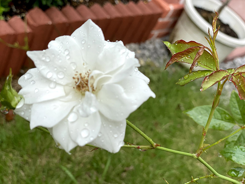 バラ(アイスバーグ)の花