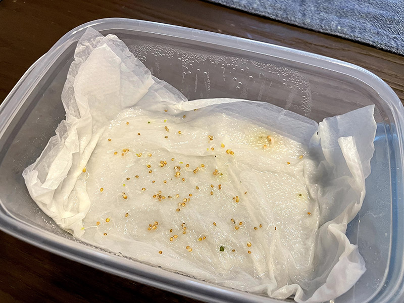 タッパーにビオラの種を蒔く