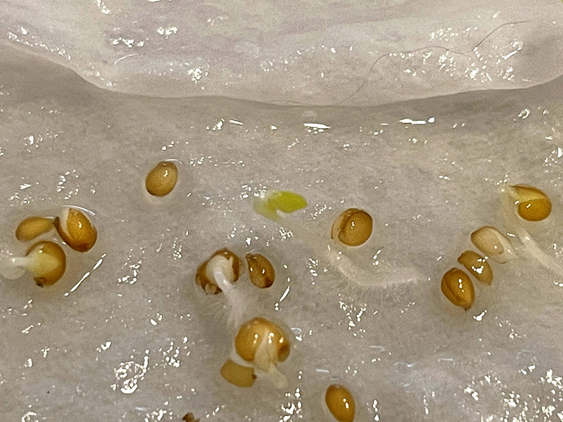 タッパーに蒔いた種から根が出た様子