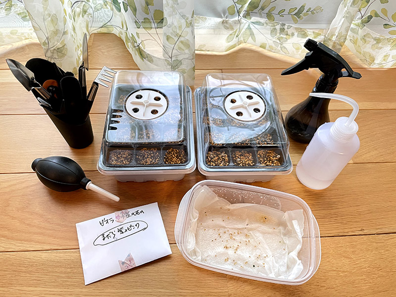 ビオラの種と育苗セット