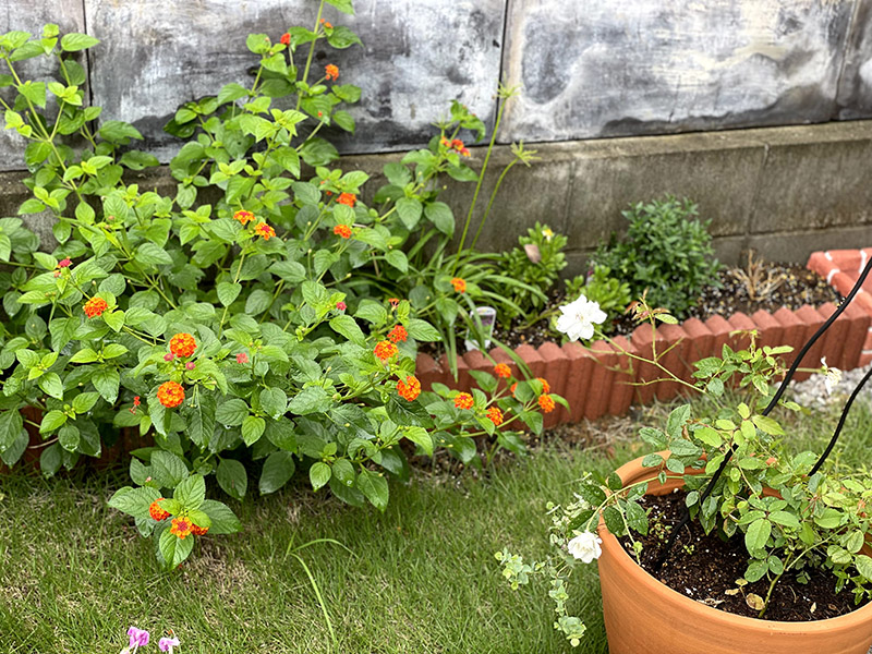 地植えのランタナ